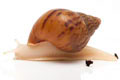 Achatina achatina achatina Nigeria F1 typ 2 albino body juvenil